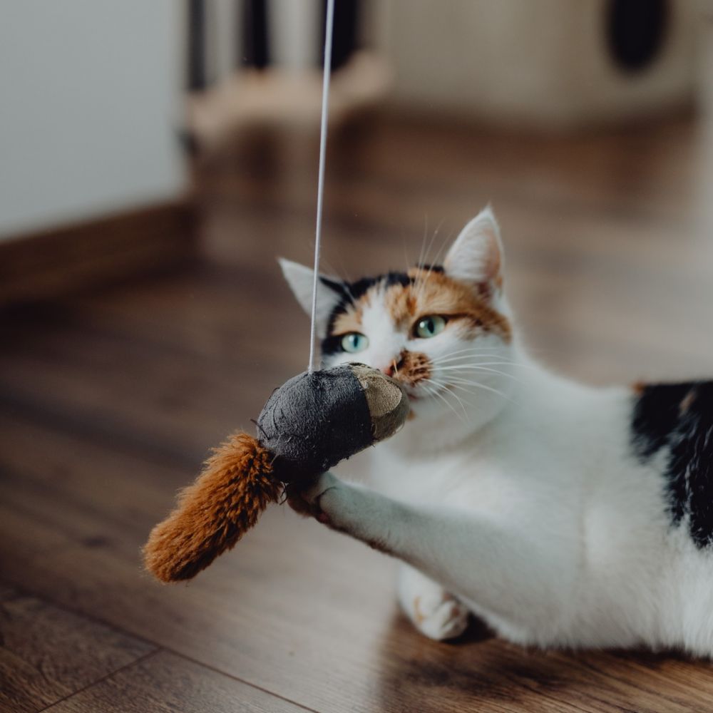 Calico cat playing with a mouse toy on a string