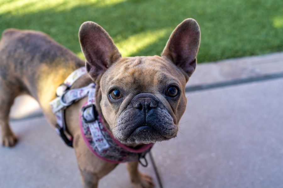 French bulldog on a sidewalk at Uptown 550 on Brooklyn apartments