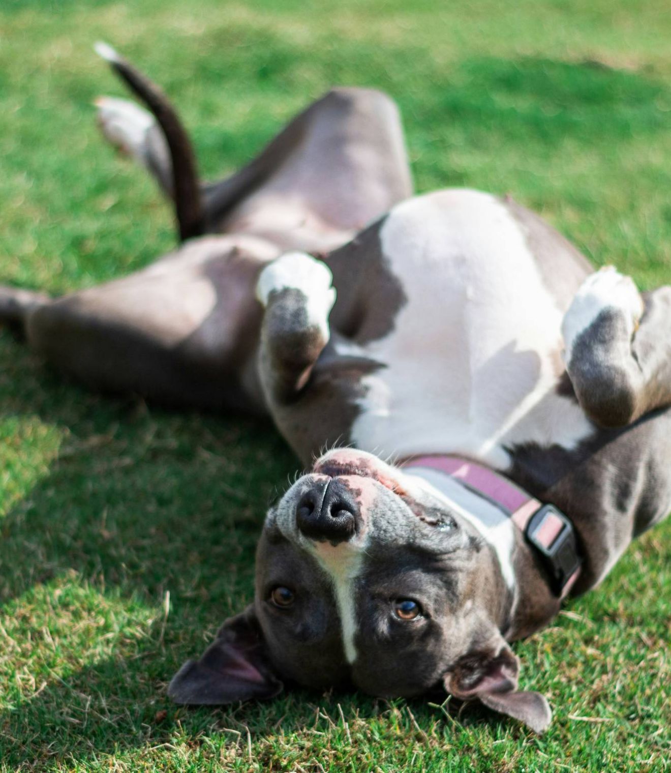 Uptown 550 dog playing in the grass